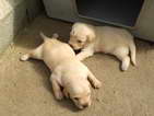 Estes est�o adoptados, mas h� mais